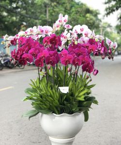 Chậu Lan Hồ Điệp - LHD179